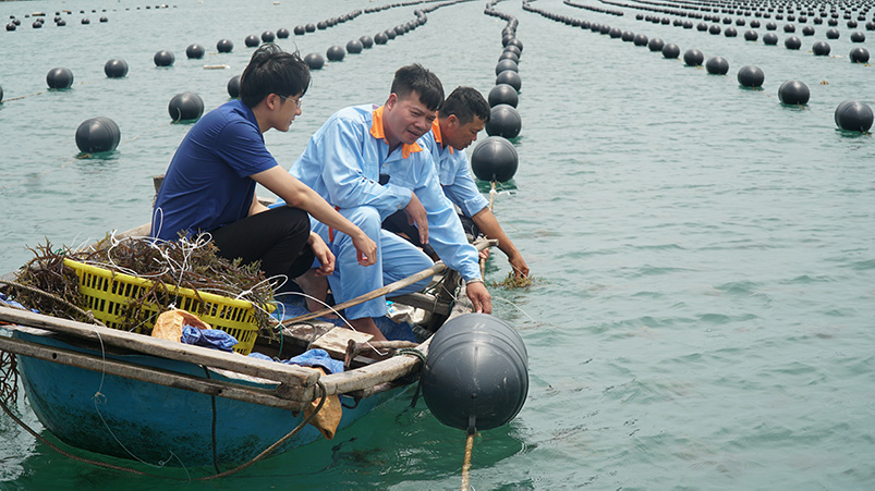 Nuoi Rong Chương trình: MUA PHAO TẶNG GIỐNG RONG SỤN STP