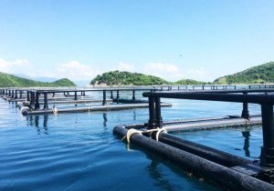 Lồng HDPE nuôi trồng thủy sản