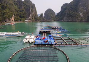  Nuôi trồng biển kết hợp du lịch